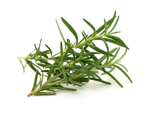 istock Branch of rosemary 1221746142