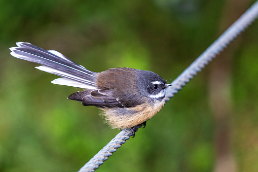 Fantail bird in New Zealand. South Island.
