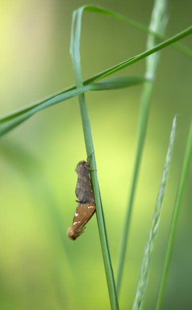 istock Mating pair of gold swift, Phymatopus hecta 1221746956
