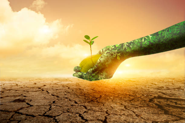 istock Green hand holding tree growing on broken soil background. Environment Earth Day Hands from nature.Nature's concep 1221748281
