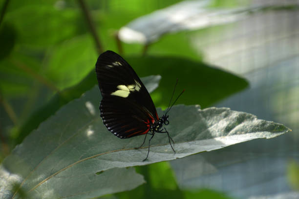 heliconius sara motyl zbliżenie spoczywa na widoku profilu liści z zamkniętymi skrzydłami - butterfly flying tropical climate close to zdjęcia i obrazy z banku zdjęć