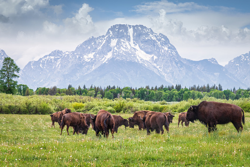 Herd of Buffalos grazing on green meadow in front of the Grand Teton Glaciers Mountain Range in summer under beautiful cloudscape. Grand Teton National Park, Rocky Mountains, Wyoming, USA, North America
