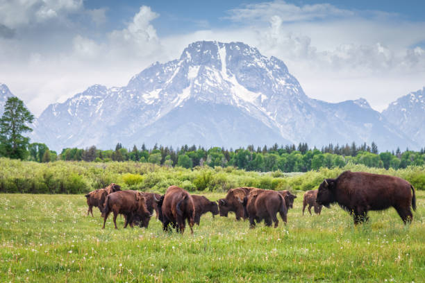 Buffalos in Grand Teton National Park Wyoming USA Herd of Buffalos grazing on green meadow in front of the Grand Teton Glaciers Mountain Range in summer under beautiful cloudscape. Grand Teton National Park, Rocky Mountains, Wyoming, USA, North America rocky mountains north america photos stock pictures, royalty-free photos & images