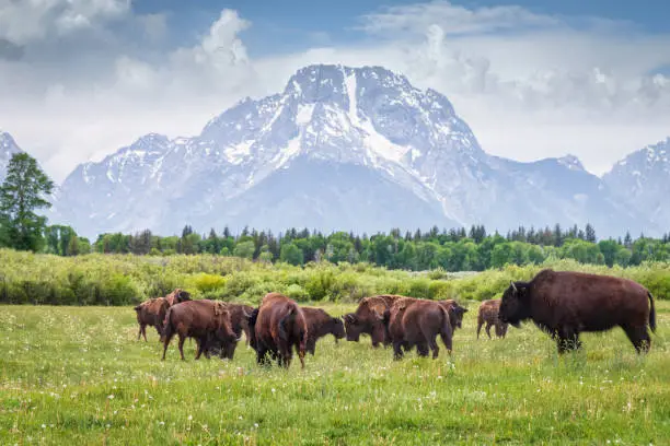 Photo of Buffalos in Grand Teton National Park Wyoming USA