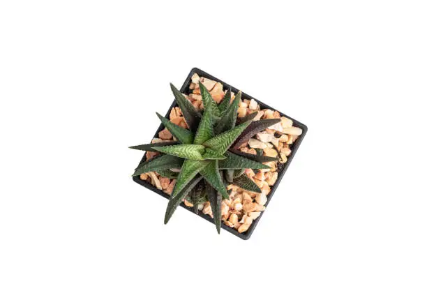 Photo of Close up top view Haworthia limifolia succulent plants in black pot isolate on  white background with clipping path.