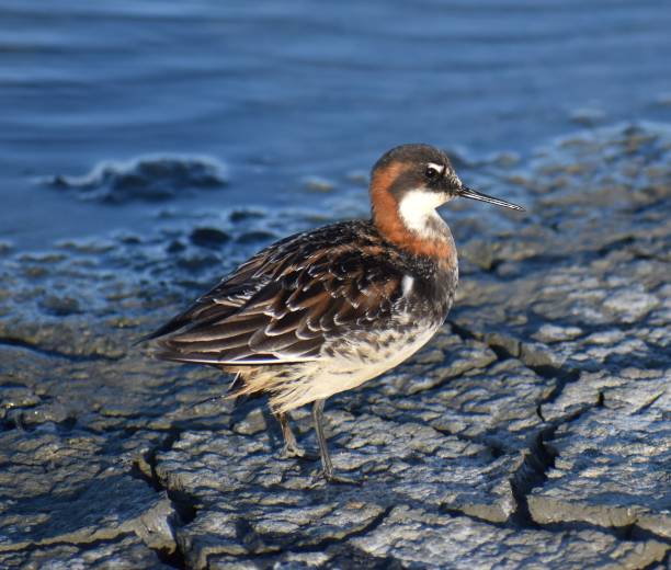 Taken at the edge of an old salt pond near Moss Landing, California.