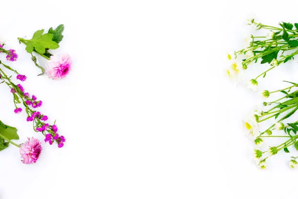 Flat layout of dahlia and jasmine flowers, isolated in white background