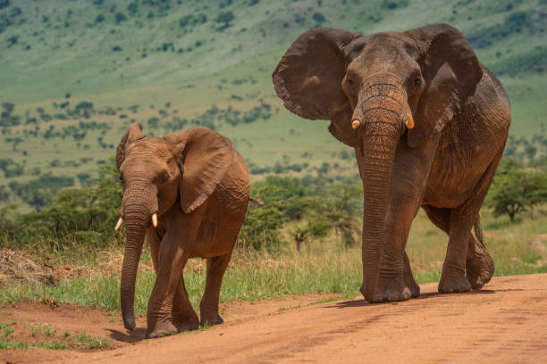 istock Two African elephants walk along dirt track 1221755686
