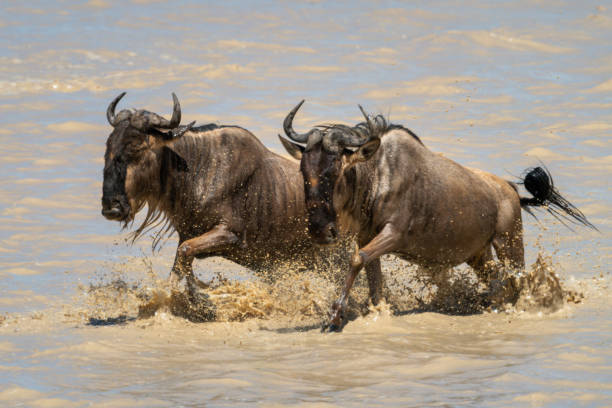 istock Two blue wildebeest gallop through shallow lake 1221755702