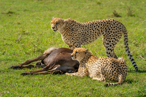 Two cheetah guard carcase of blue wildebeest