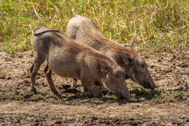 istock Two common warthog kneel grazing in grass 1221755757