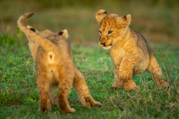 istock Two lion cubs play fighting on grass 1221755800