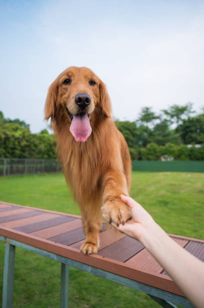 istock Shaking hands with Golden Retriever 1221755878