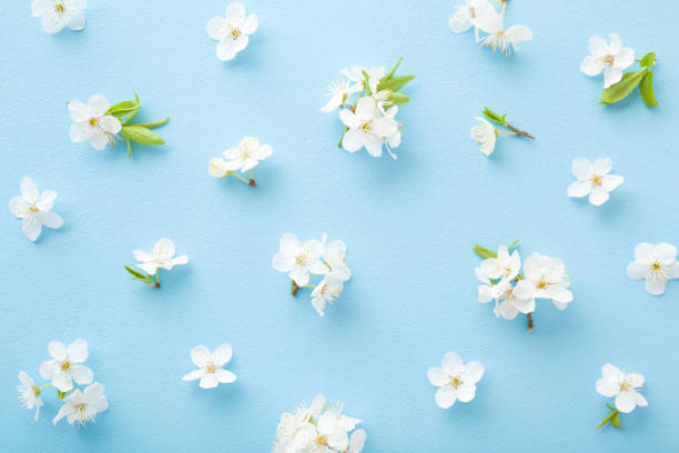 istock Fresh white cherry blossoms on light blue table background. Pastel color. Flat lay. Beautiful flower pattern. Closeup. Top down view. 1221757033