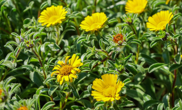 istock Colorful flowers sunbathing in meadow in spring 1221757052