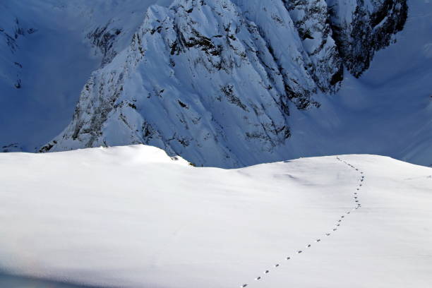 istock animal footstep on a snowy mountainside on sunny day 1221759112