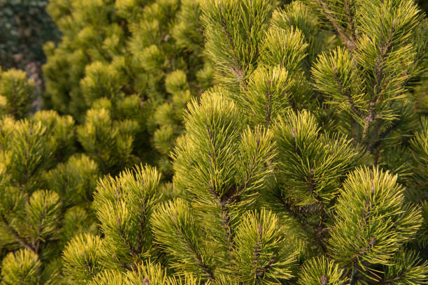 영국 영국 시골 데본의 정원에서 자라는 상록 수엽 난쟁이 산 소나무(피누스 무고 '오피르')의 녹색 단풍과 원추체 - brown pine cone seed plant 뉴스 사진 이미지