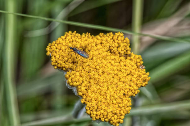 Insect on a yellow flower head near the Grotto An insect on a yellow flower head on the hiking trail to the Grotto in the Drakensberg drakensberg flower mountain south africa stock pictures, royalty-free photos & images