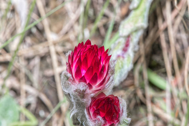 Closed flower of a red helichrysum near the Grotto The closed flower of a red helichrysum on the hiking trail to the Grotto in the Drakensberg drakensberg flower mountain south africa stock pictures, royalty-free photos & images