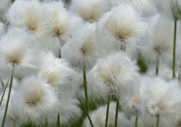 линайгрет: цветы альпийского озера - cotton grass стоковые фото и изображения