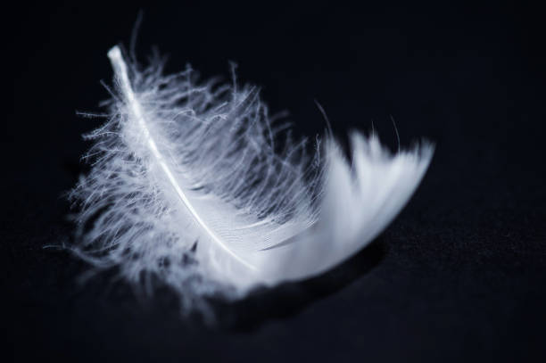 istock white swan feather isolated on black background 1221761209