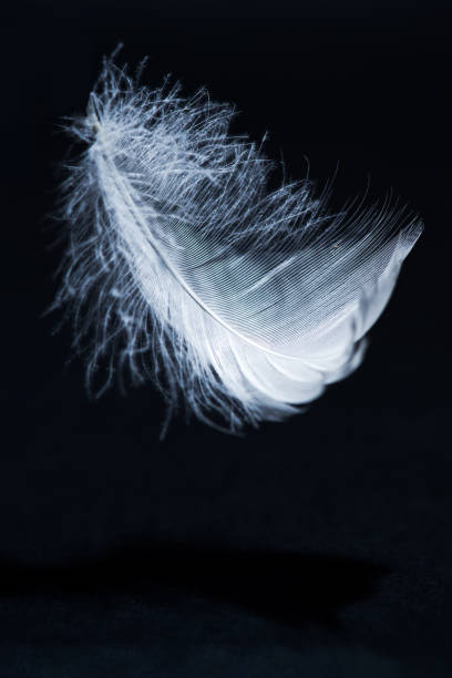 istock white swan feather isolated on black background 1221761233