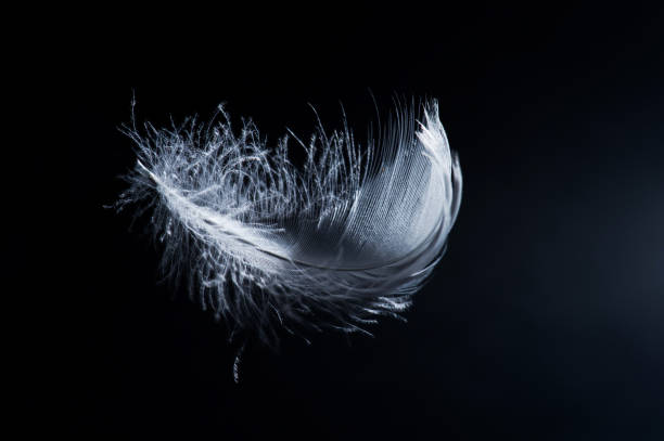istock white swan feather isolated on black background 1221761490