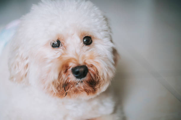 istock a toy poodle puppy resting at home looking exhausted and upset 1221761632