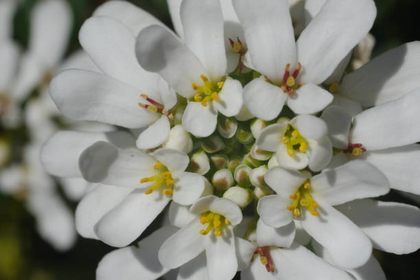 白と黄色のイベリスの花。 - evergreen candytuft ストックフォトと画像