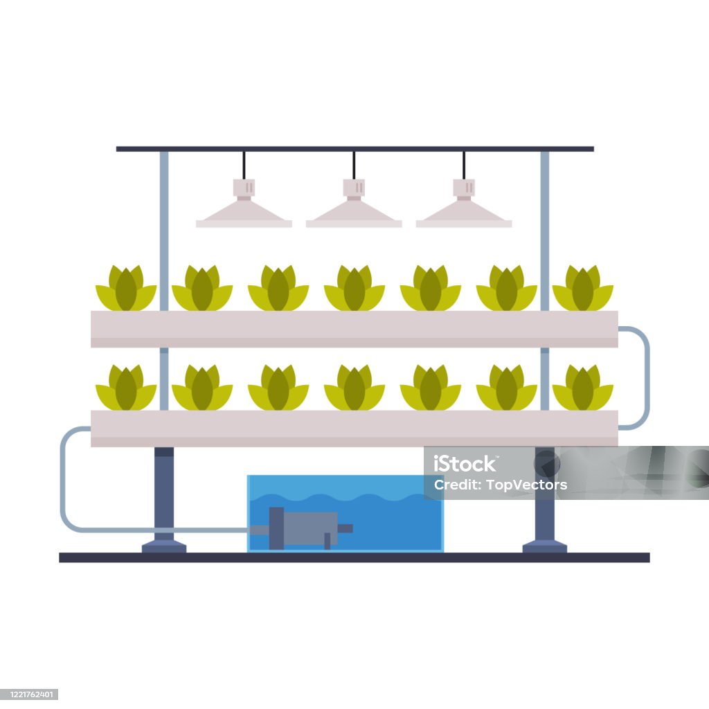 Hydroponics and Aeroponics Gardening System, Eco Friendly Organic Farming Technology with Plants Growing In Pots and Mineral Fertilizers Flat Vector Illustration Hydroponics and Aeroponics Gardening System, Eco Friendly Organic Farming Technology with Plants Growing In Pots and Mineral Fertilizers Flat Vector Illustration Isolated on White Background Hydroponics stock vector