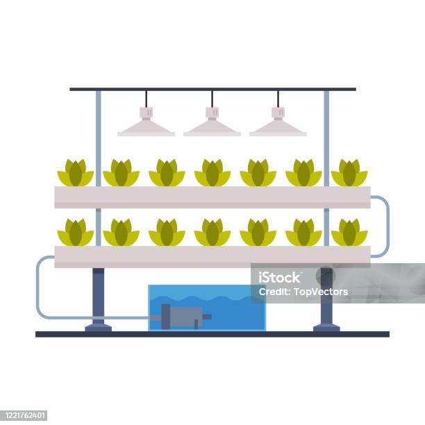 Hydroponics And Aeroponics Gardening System Eco Friendly Organic Farming Technology With Plants Growing In Pots And Mineral Fertilizers Flat Vector Illustration Stock Illustration - Download Image Now