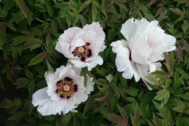 istock Three white flowers of Paeonia rockii in May 1221763109