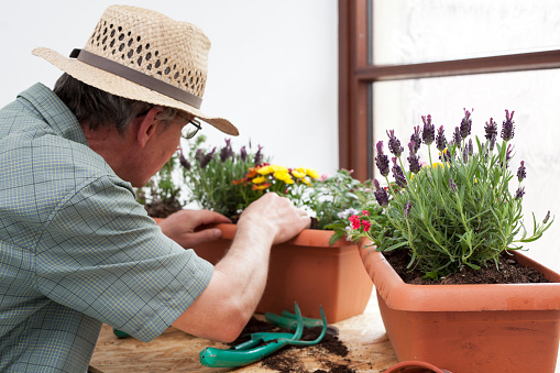 Mature gardener or florist preparing colorful flower pots in a greenhouse - focus on the lavender in the foreground