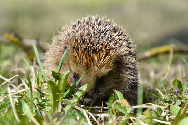 istock Wild hedgehog in the grass. 1221766640