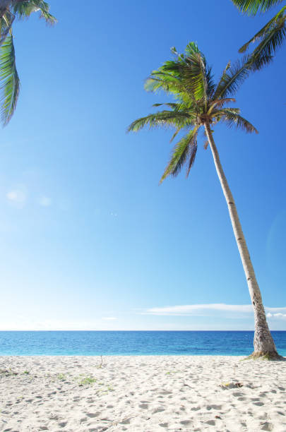 istock Tropical beach with coconut palm tree and clear sky 1221767329