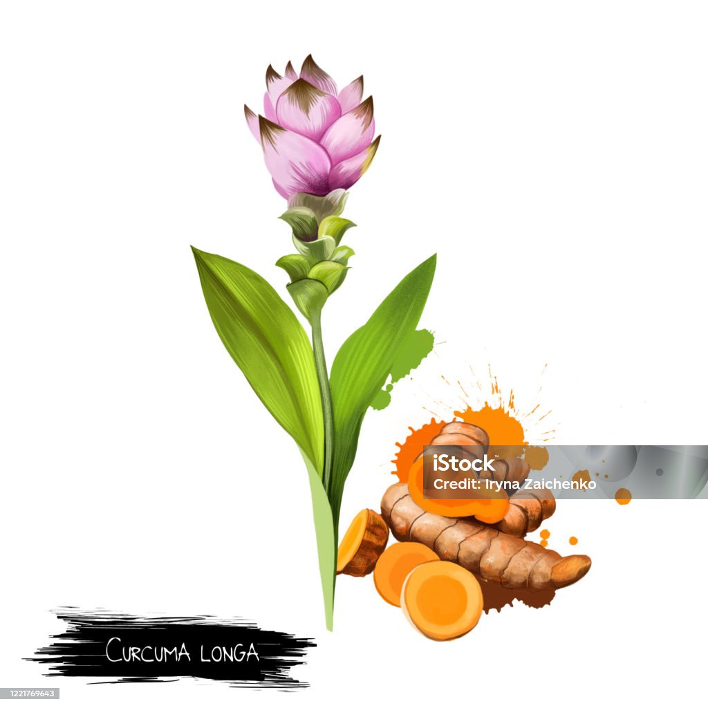 Ilustración de Flor De Cúrcuma Raíz Y Polvo Aislado Sin Blanco Cúrcuma Curcuma Longa Rizomatosa Planta Herbácea Perenne De La Familia Del Jengibre Reunidos Para Rizomas Colección De Hierbas Y Especias Arte Ilustración de Flor De Cúrcuma Raíz Y Polvo Aislado Sin Blanco Cúrcuma Curcuma Longa Rizomatosa Planta Herbácea Perenne De La Familia Del Jengibre Reunidos Para Rizomas Colección De Hierbas Y Especias Arte