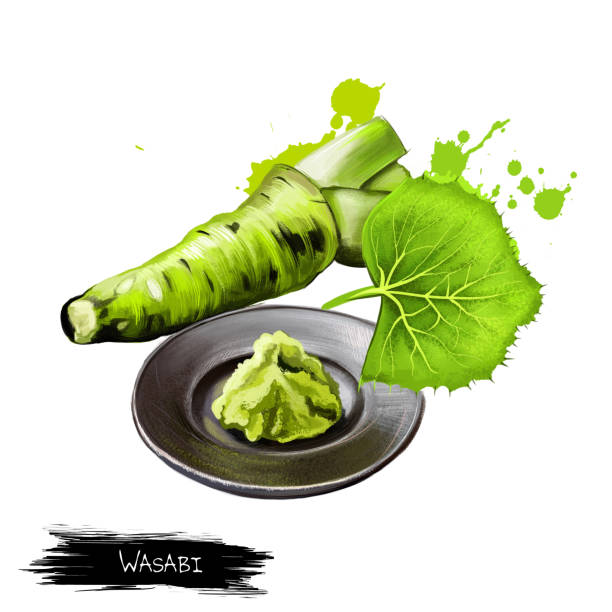 свежий корень васаби, сырой васаби для японской кухни. японский хрен, приправа для суши, сашими на тарелке изолируют на белом. сильная pungency. � - wasabi stock illustrations