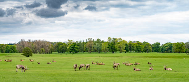 Pere David's Deer in a deer park in England