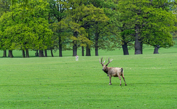 istock Pere David's Deer in a deer park in England 1221770001