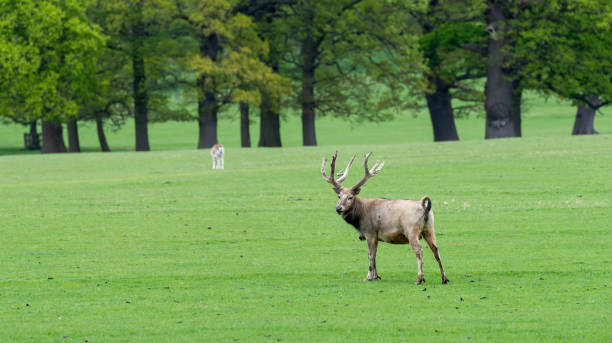 istock Pere David's Deer in a deer park in England 1221770087