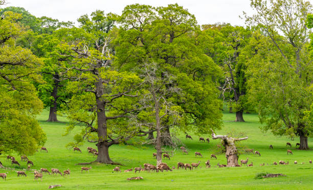 Pere David's Deer in a deer park in England Pere David's Deer in a deer park in England richmond park stock pictures, royalty-free photos & images