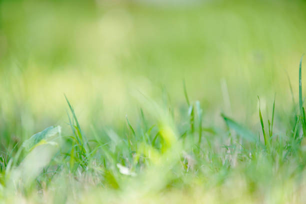 istock vivid green grass in early summer 1221770164