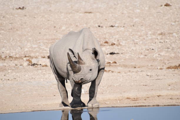 istock Etosha National Park 1221770686