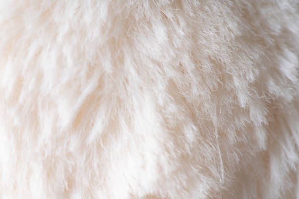 istock Close-up Ivory colored animal hair 1221770862