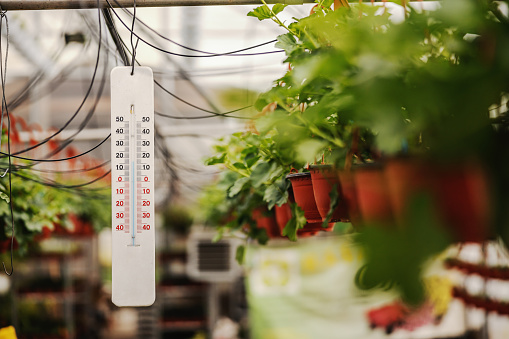 Picture of thermometer measuring right temperature in hothouse.