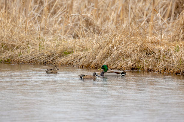 istock Blue-winged Teal and Mallard ducks on the pond. 1221772810