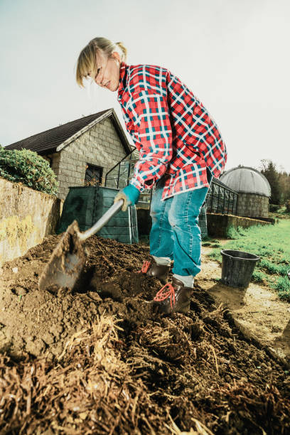 istock Senior woman digging in well rotted manure 1221773163