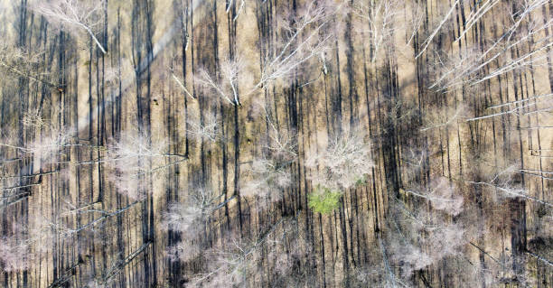 istock aerial view of birch bare forest with dark shadows 1221773291