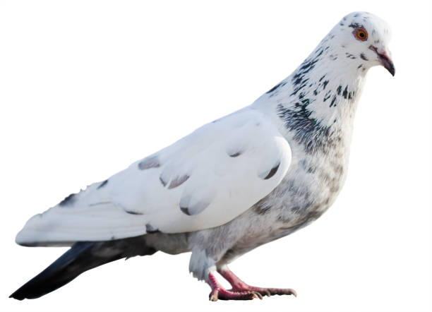 istock standing pied dove isolated on white background 1221773395