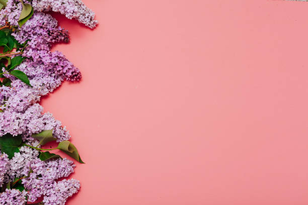 istock Lilac flowers blooming spring on a pink background 1221773420